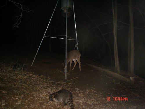 Picture of raccoons and deer.